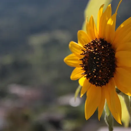 Il Girasole